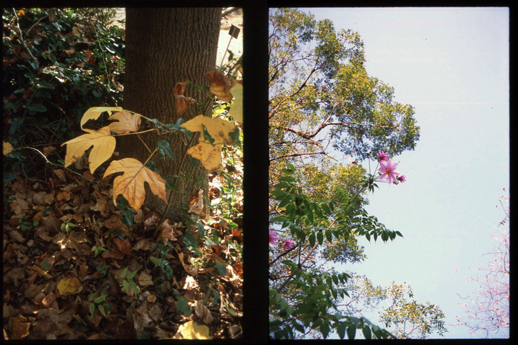 f:id:aremo-koremo:20201129032506j:plain