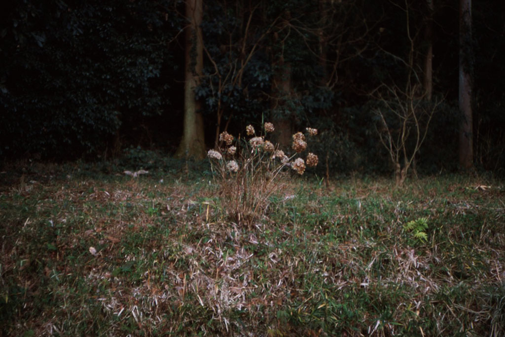 f:id:aremo-koremo:20210112015357j:plain