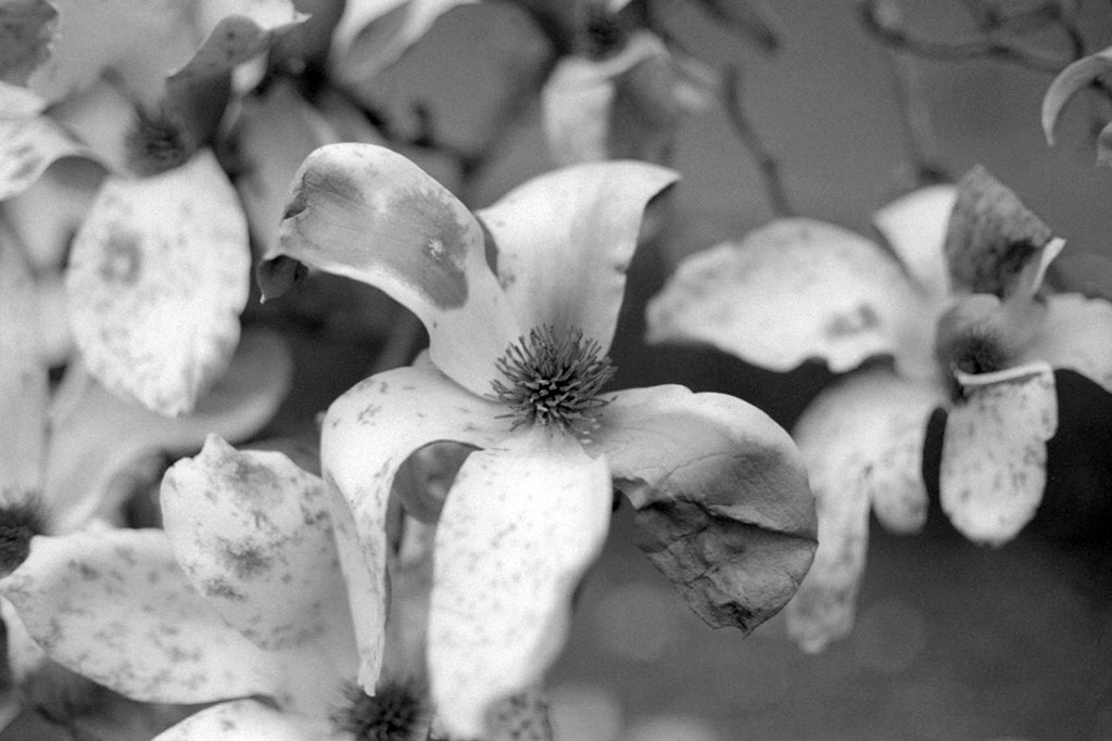 f:id:aremo-koremo:20210408121315j:plain