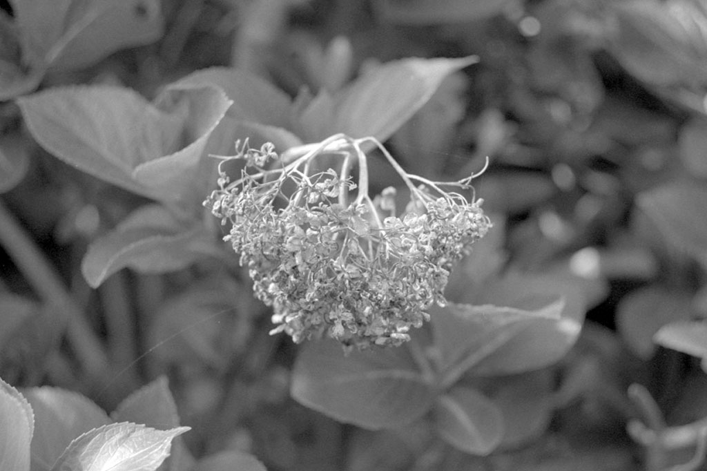 f:id:aremo-koremo:20210409140240j:plain