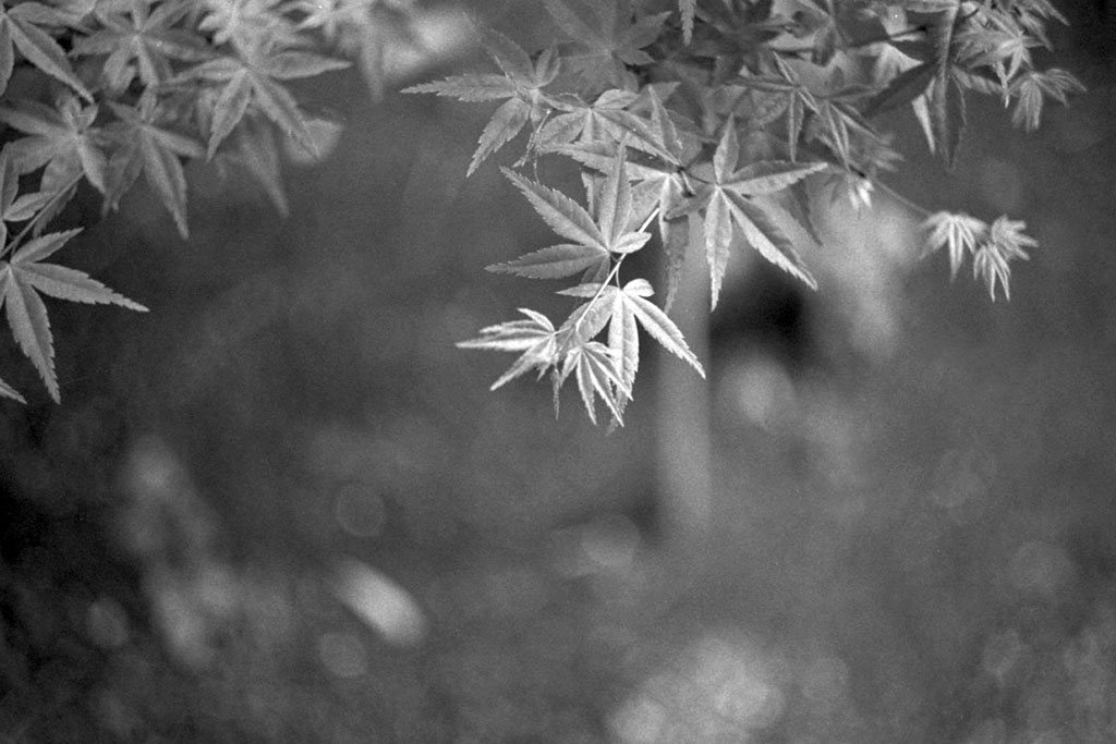 f:id:aremo-koremo:20210409145022j:plain