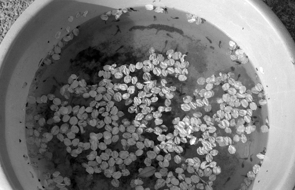 f:id:aremo-koremo:20210409150934j:plain