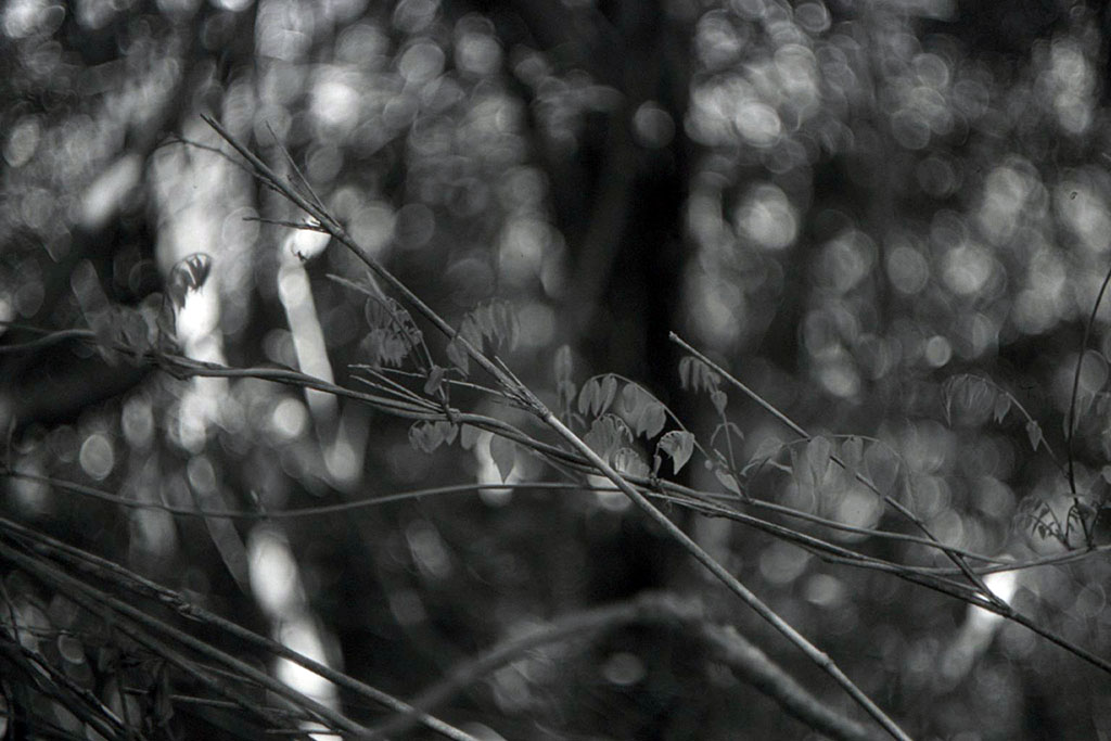 f:id:aremo-koremo:20210418120658j:plain