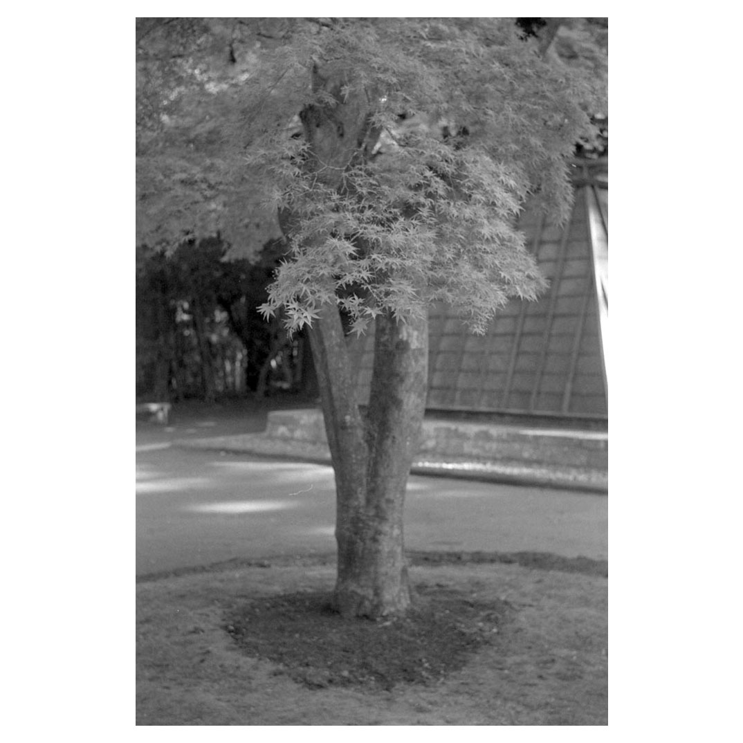 f:id:aremo-koremo:20210424154613j:plain