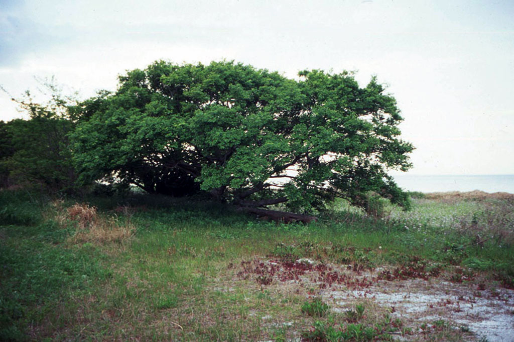 f:id:aremo-koremo:20210507021138j:plain