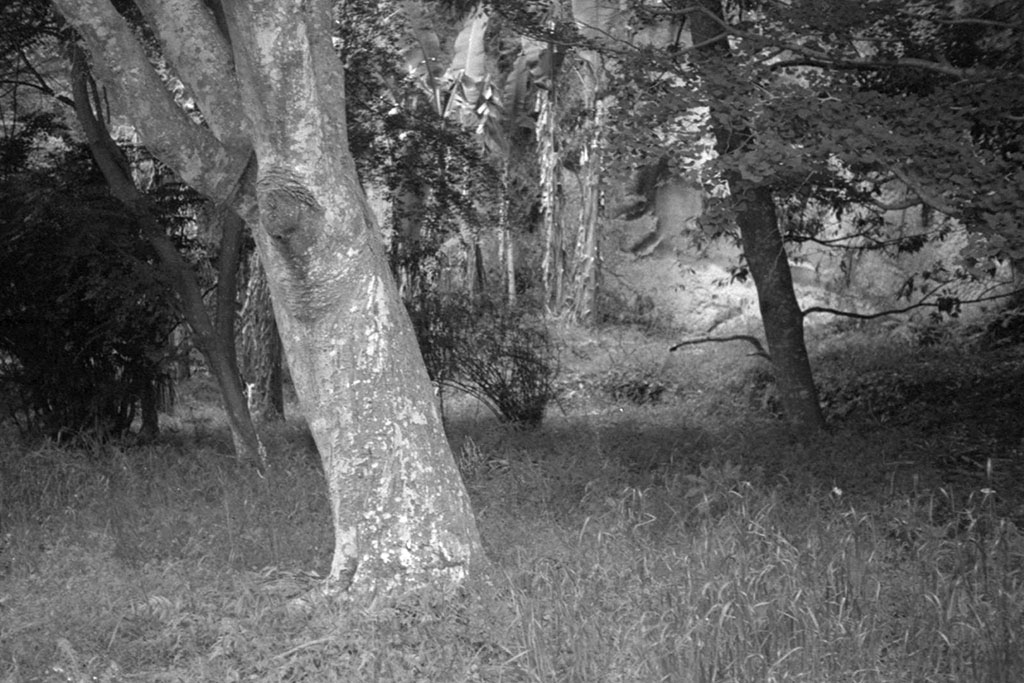 f:id:aremo-koremo:20210528150801j:plain