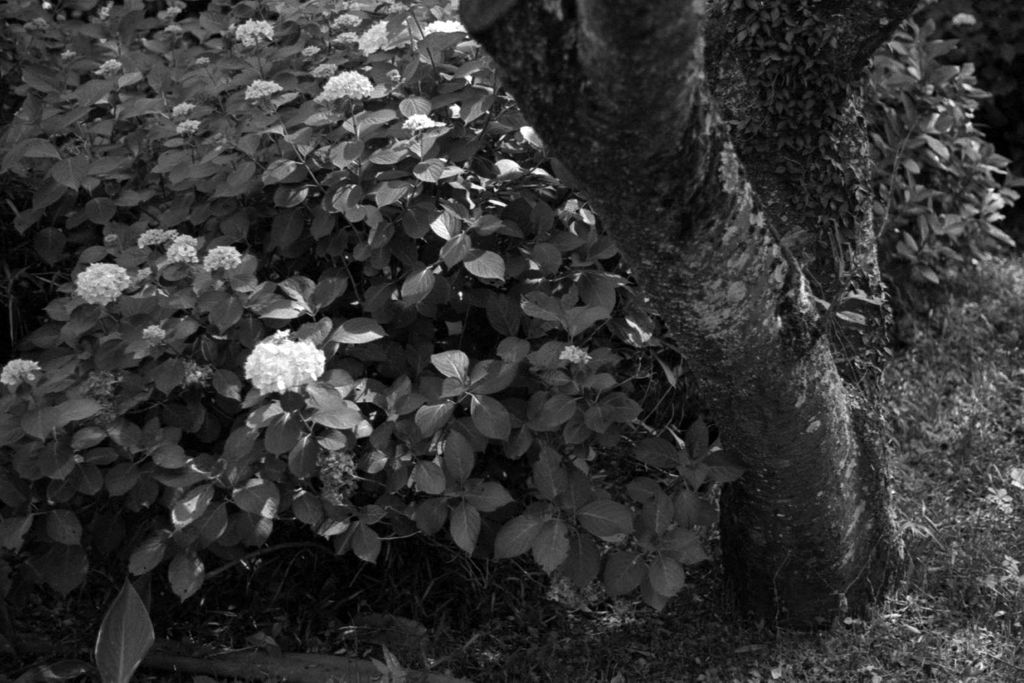 f:id:aremo-koremo:20210603031947j:plain