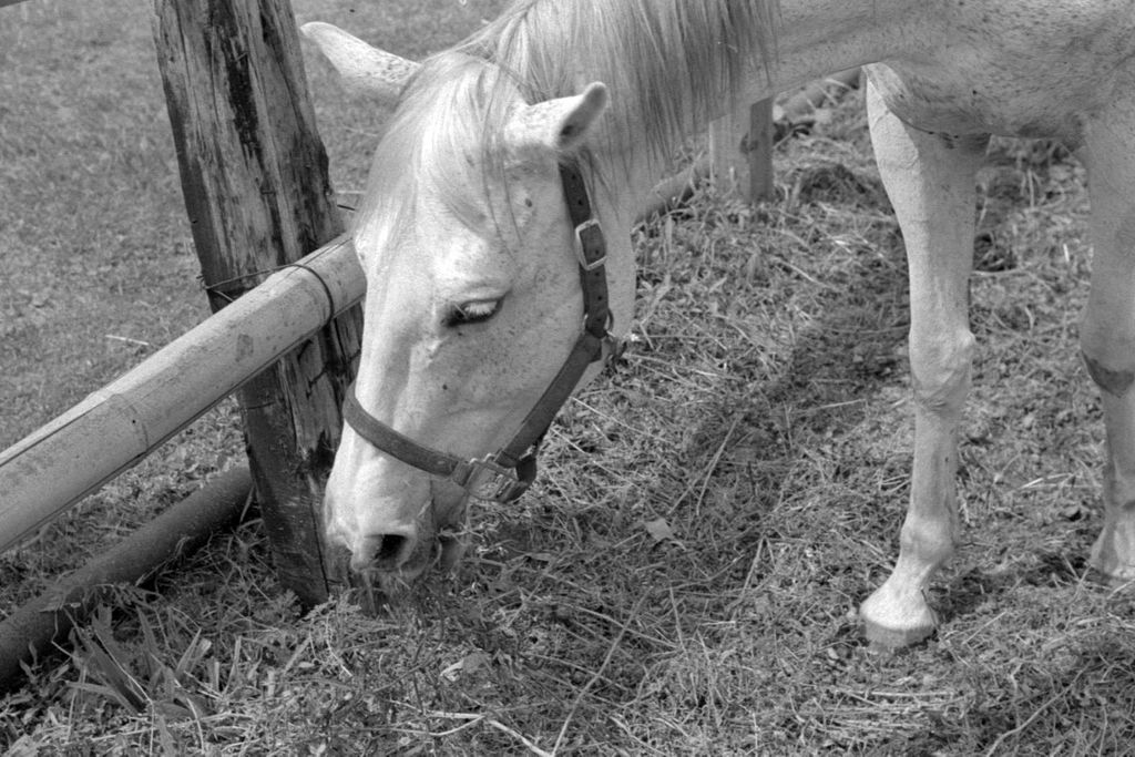 f:id:aremo-koremo:20210603032704j:plain