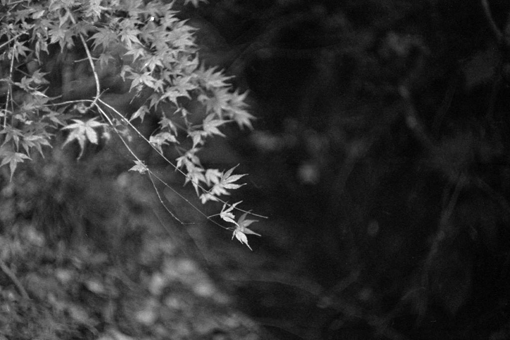 f:id:aremo-koremo:20211217182920j:plain