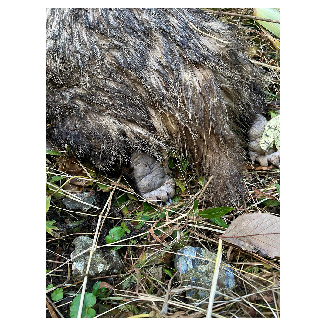 f:id:aremo-koremo:20211217183519j:plain