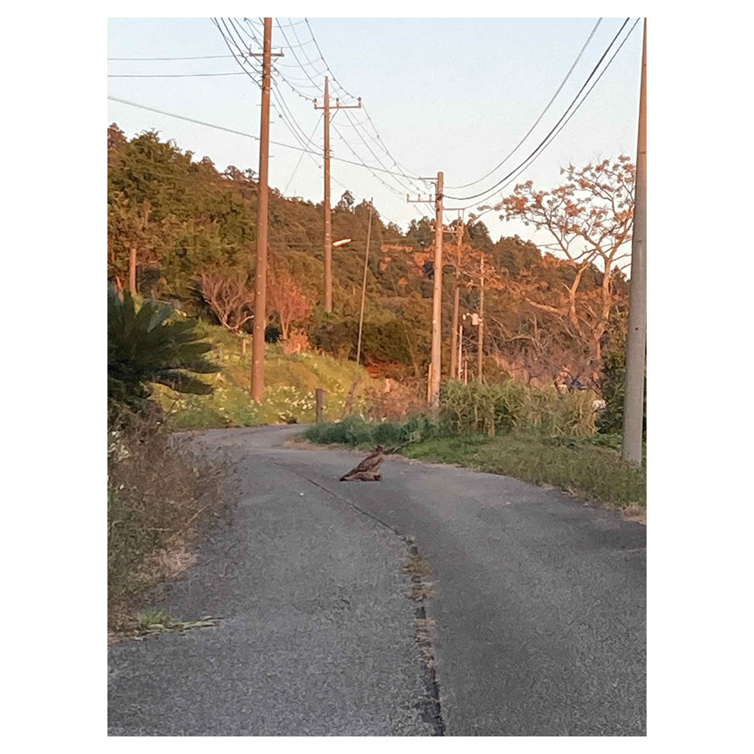 f:id:aremo-koremo:20211217191241j:plain