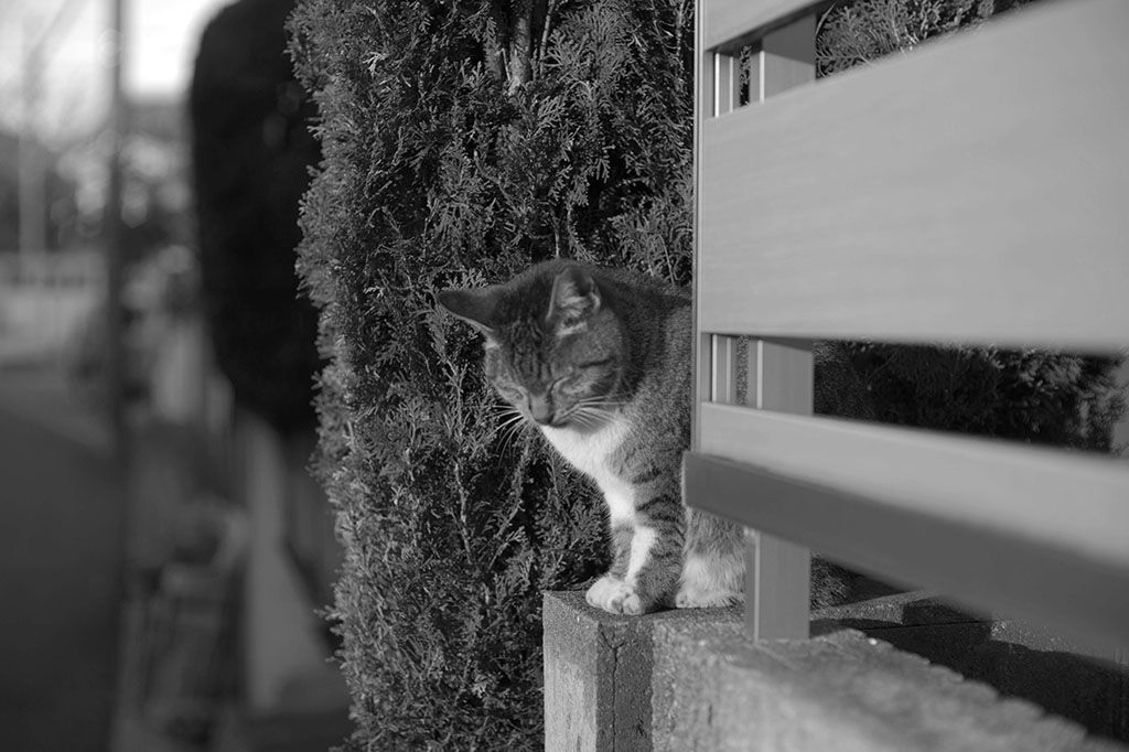 f:id:aremo-koremo:20211222144013j:plain