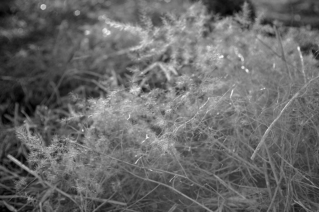 f:id:aremo-koremo:20211229185330j:plain