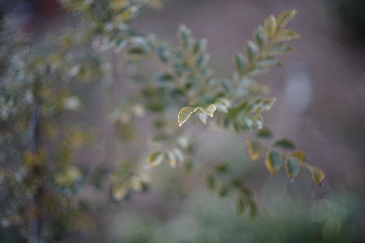 f:id:aremo-koremo:20220115162428j:plain