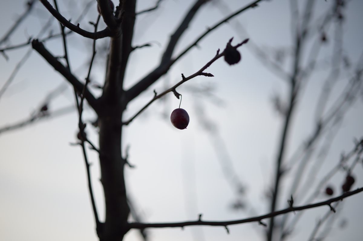 f:id:aremo-koremo:20220118012031j:plain
