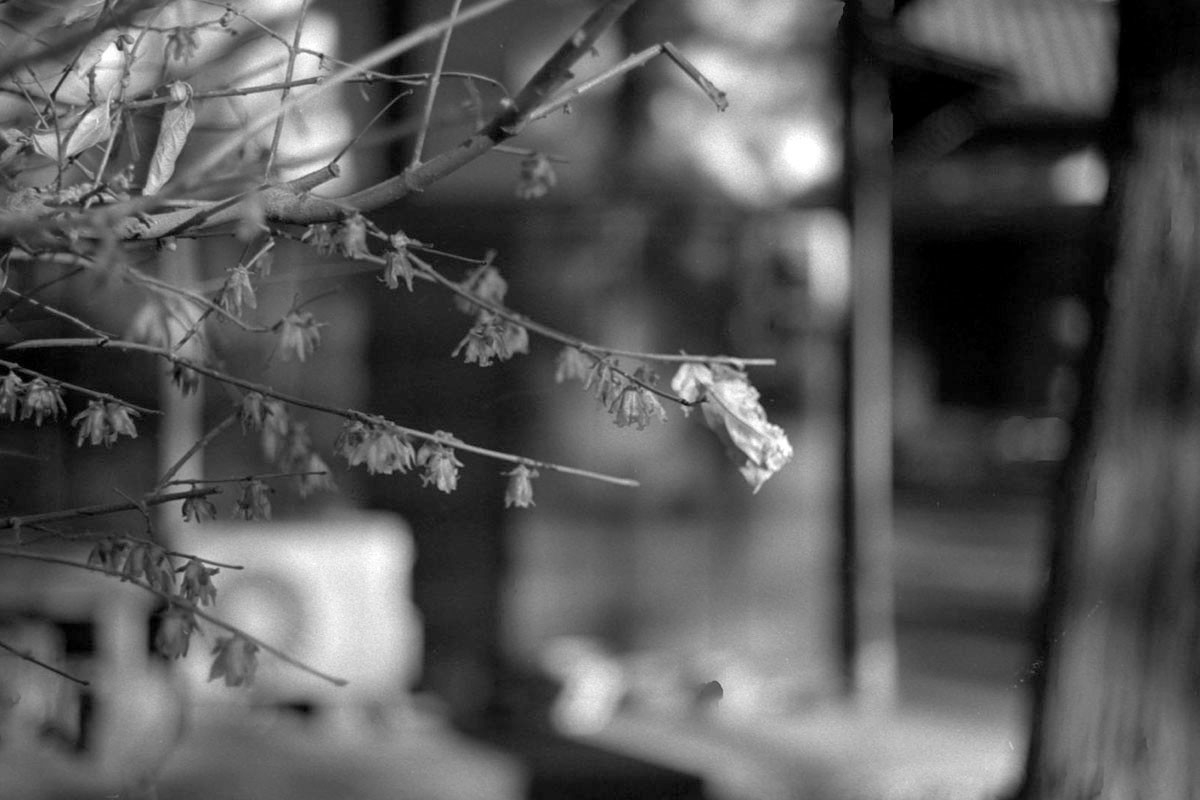 f:id:aremo-koremo:20220225015818j:plain