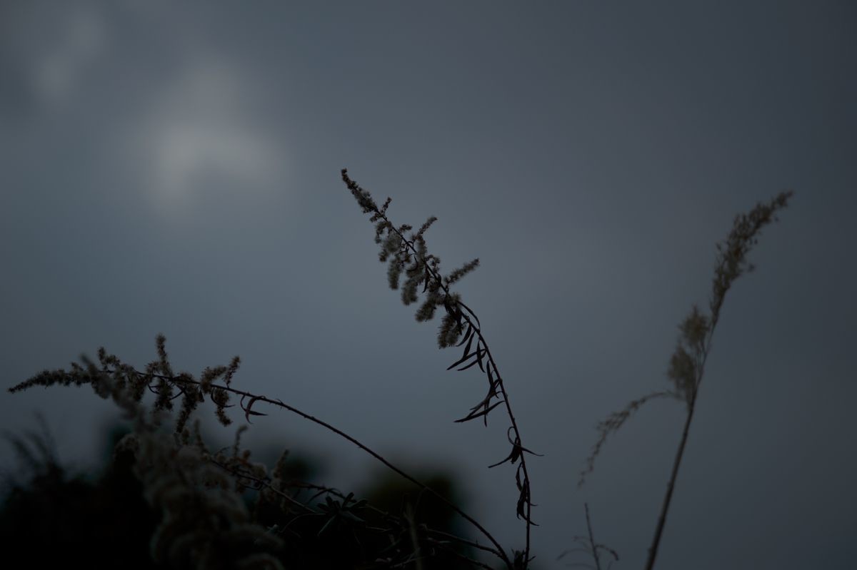 f:id:aremo-koremo:20220309051118j:plain