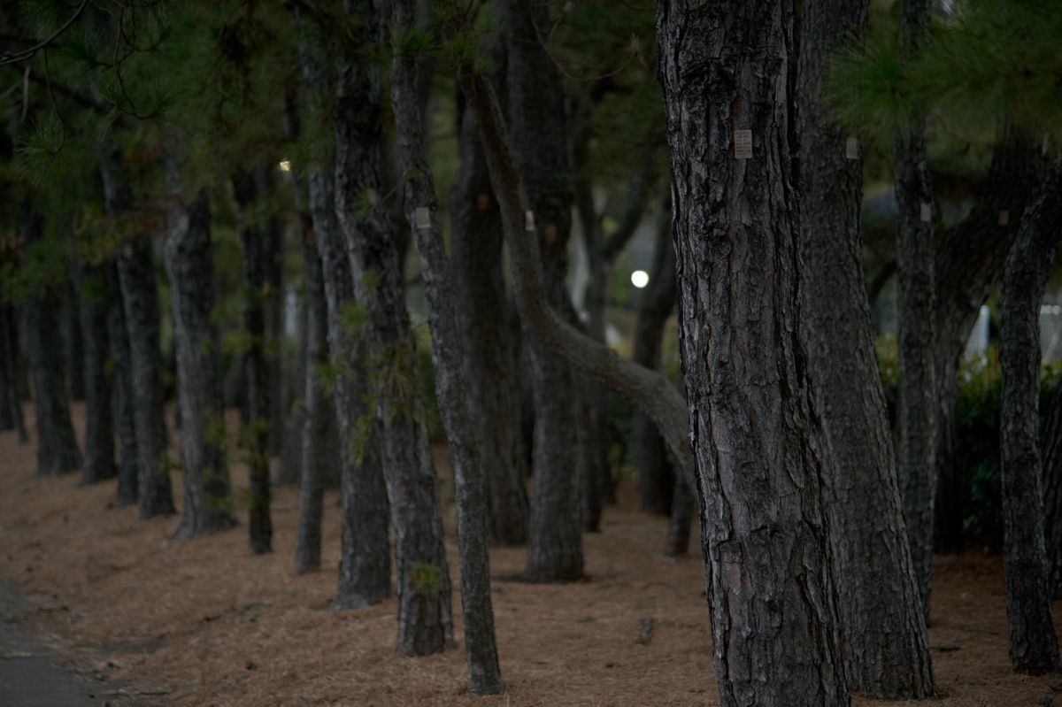 f:id:aremo-koremo:20220309051227j:plain