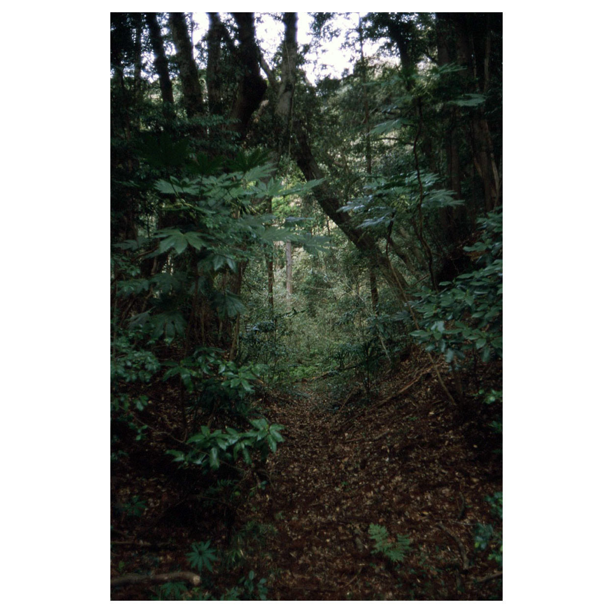 M2とFUJINON 3.5cm f2にリバーサルフィルムで撮ってきた - カメラが