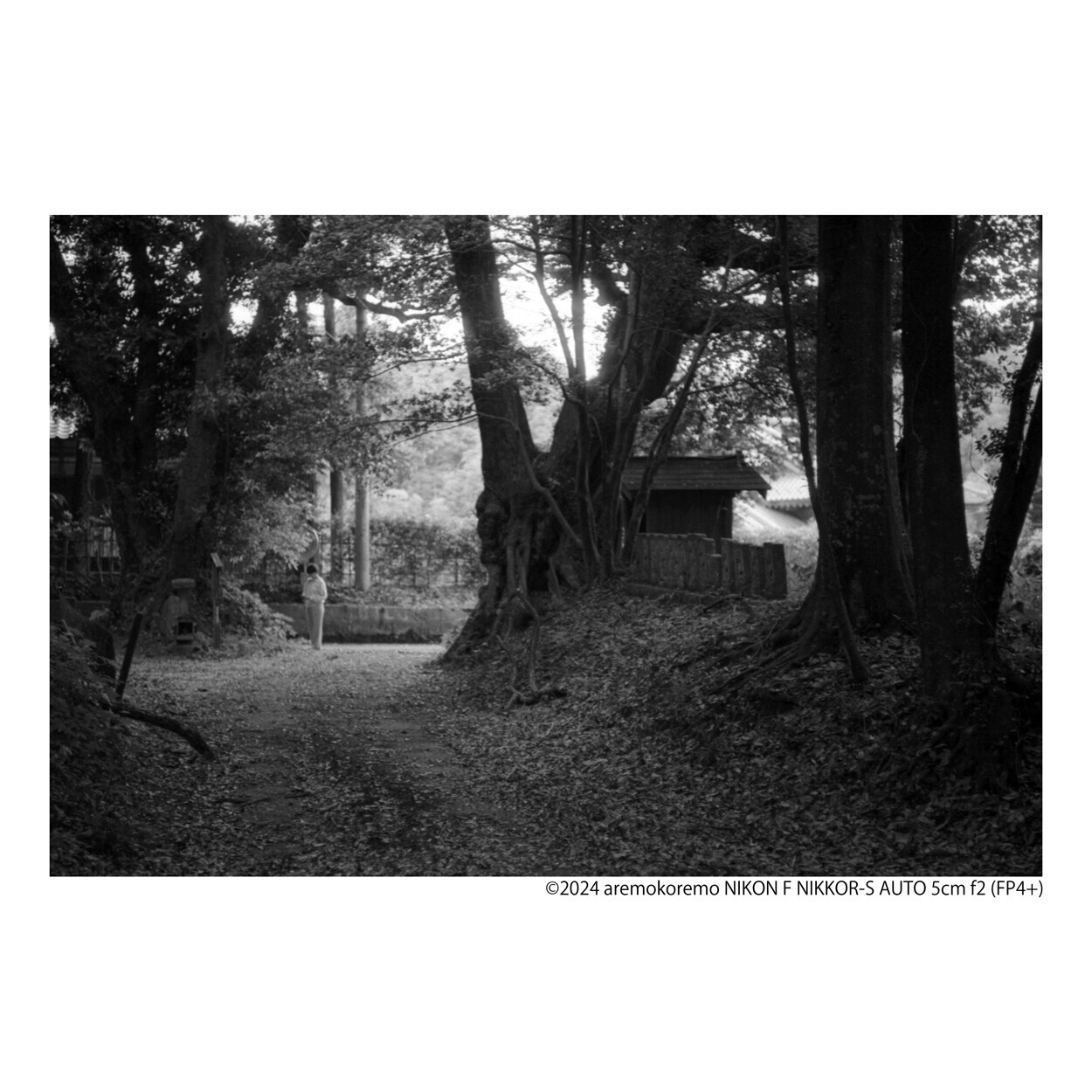 NIKON FとNIKKOR-S AUTO 5cm f2にモノクロフィルムで印西市を撮ってき