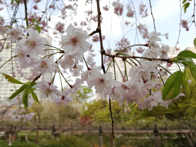 f:id:arenlove:20190408083553j:image f:id:arenlove:20190408083553j:image