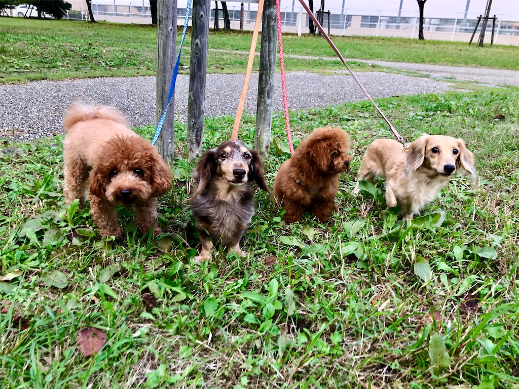 f:id:aresorekore:20191023153515j:image