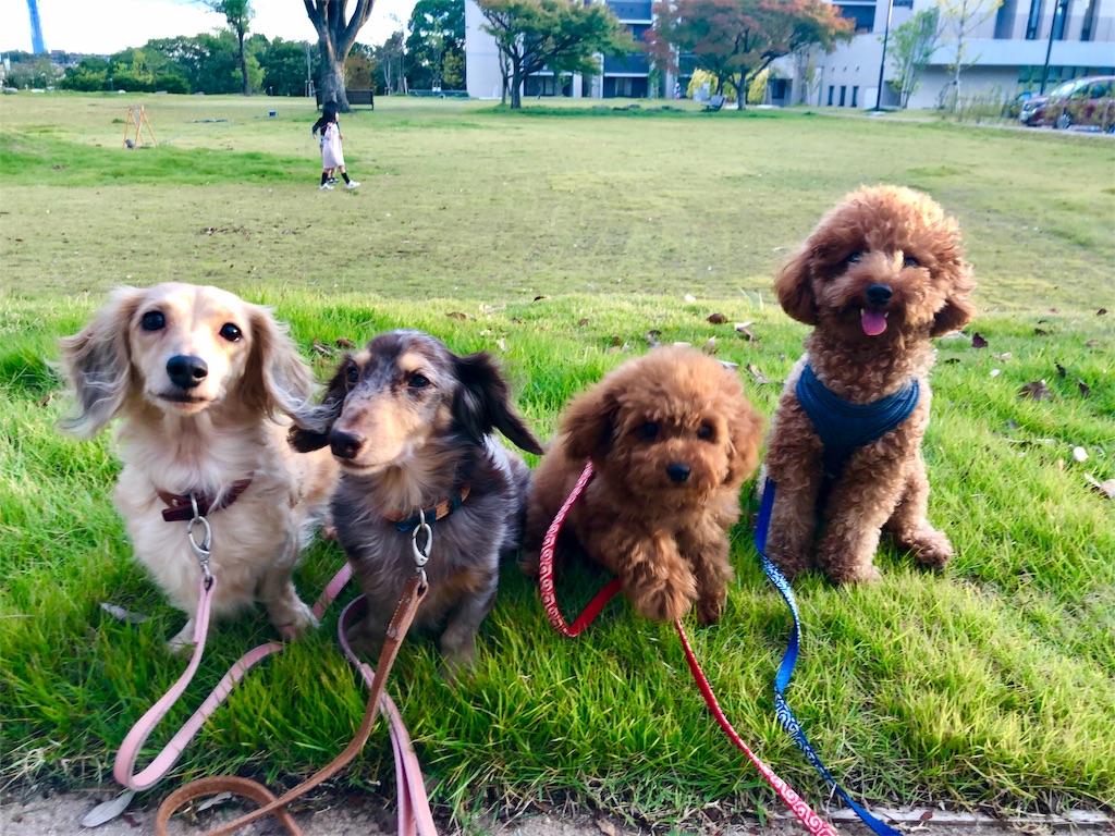 f:id:aresorekore:20191023153631j:image