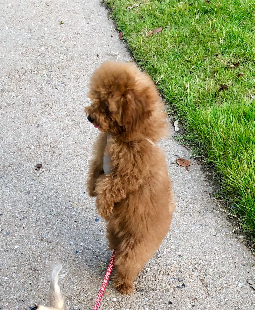 f:id:aresorekore:20191023153732j:image