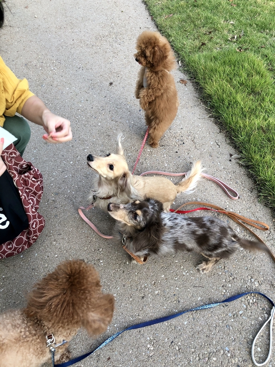 f:id:aresorekore:20191023154247j:plain