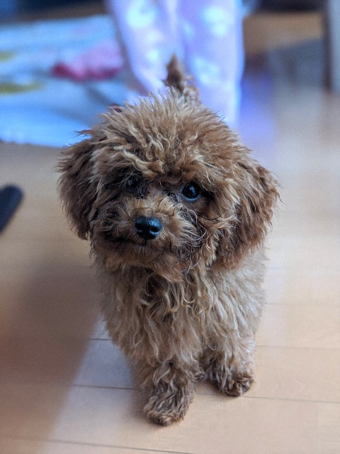 f:id:aresorekore:20191127154049j:image