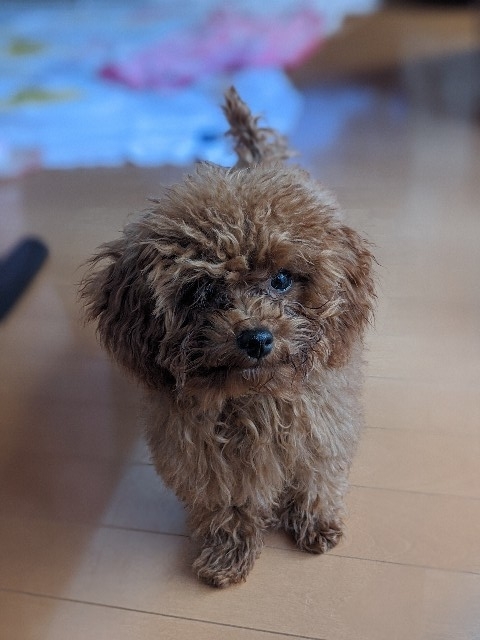 f:id:aresorekore:20191127155222j:plain