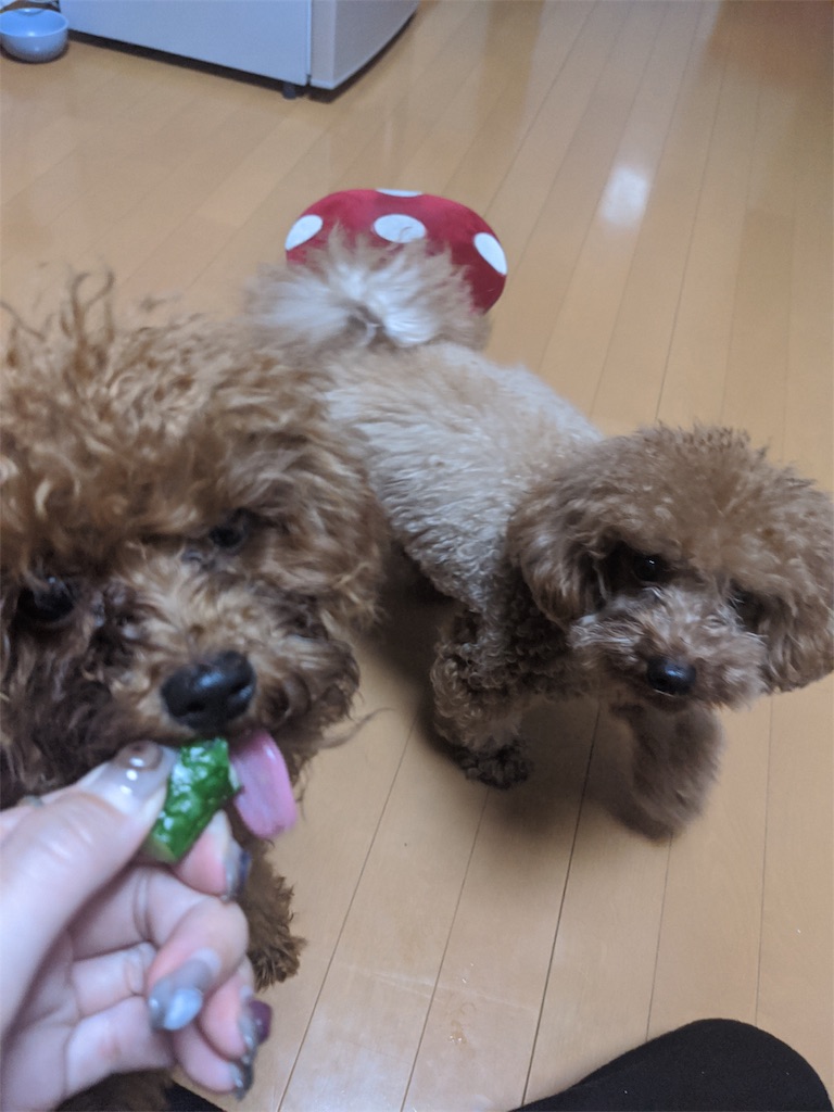 f:id:aresorekore:20191130143903j:image f:id:aresorekore:20191130143903j:image