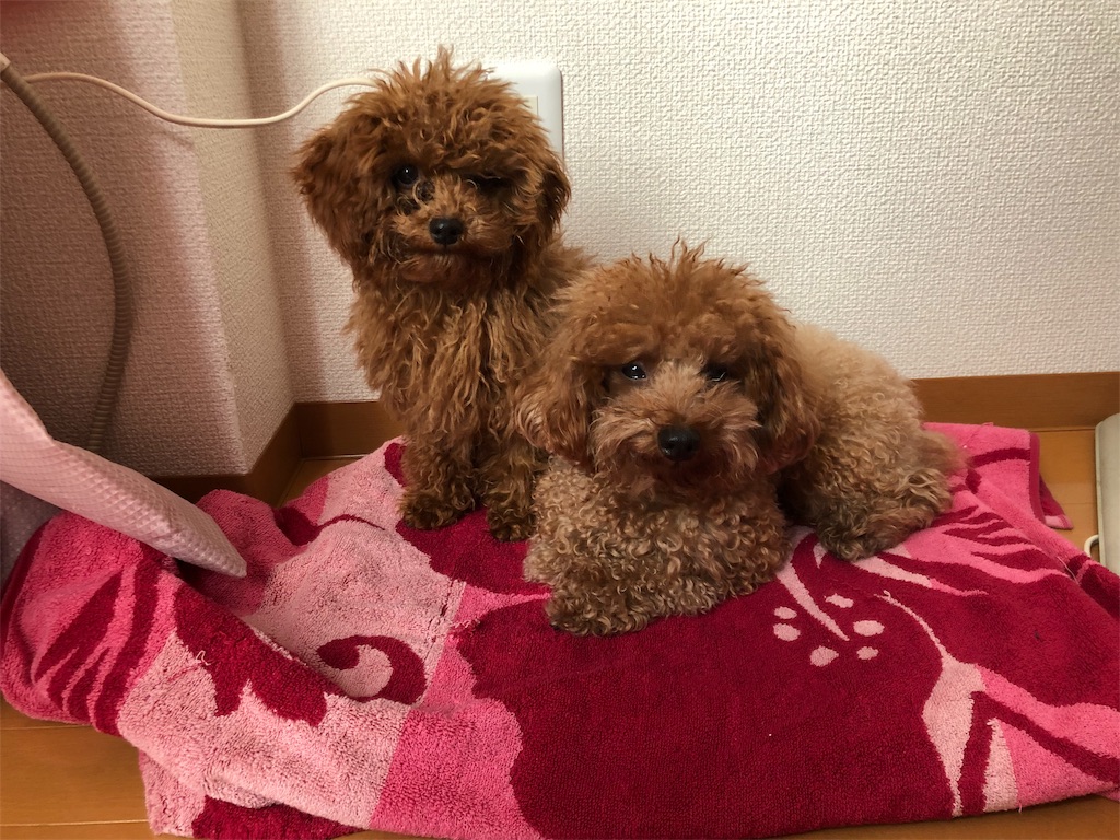 f:id:aresorekore:20191130151739j:image f:id:aresorekore:20191130151739j:image