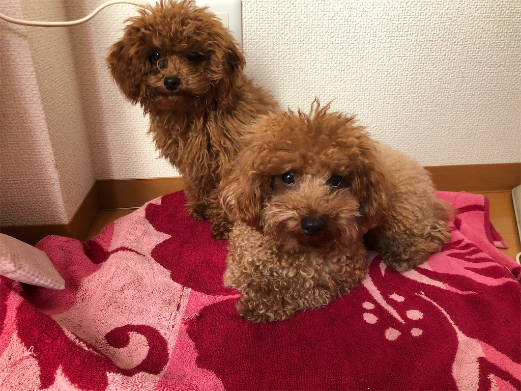 f:id:aresorekore:20191130151742j:image f:id:aresorekore:20191130151742j:image