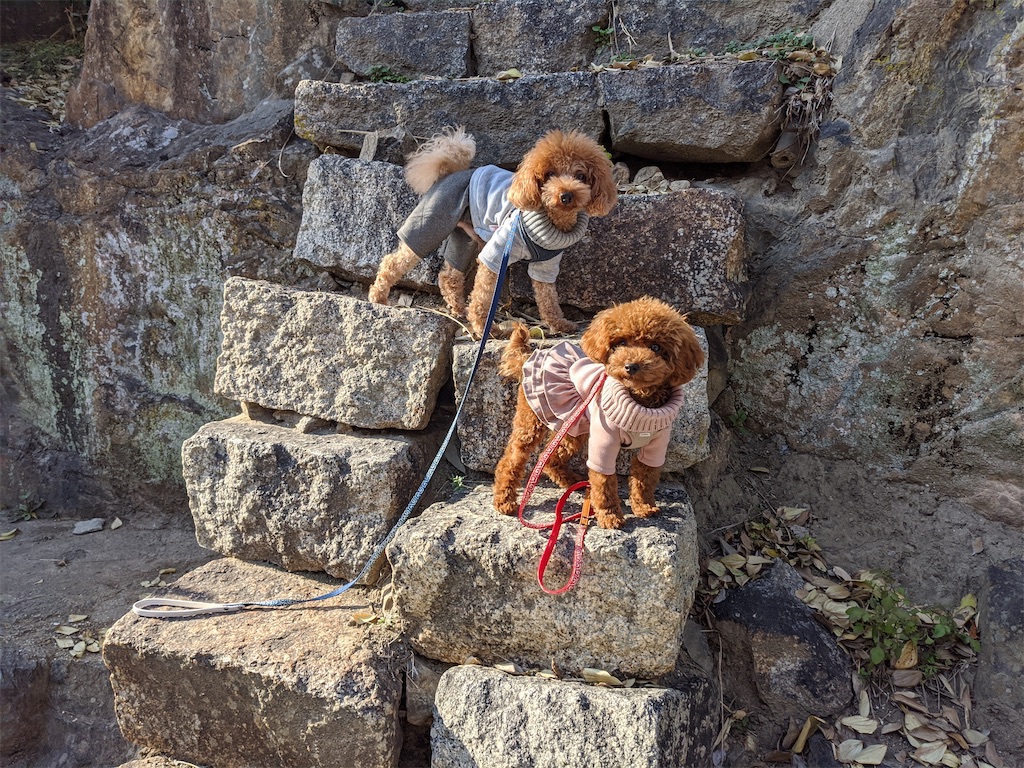 f:id:aresorekore:20191218161101j:image