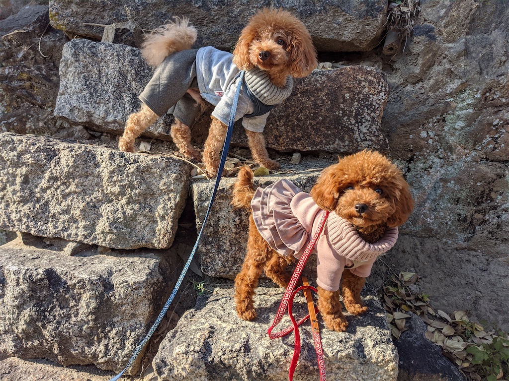 f:id:aresorekore:20191218161104j:image