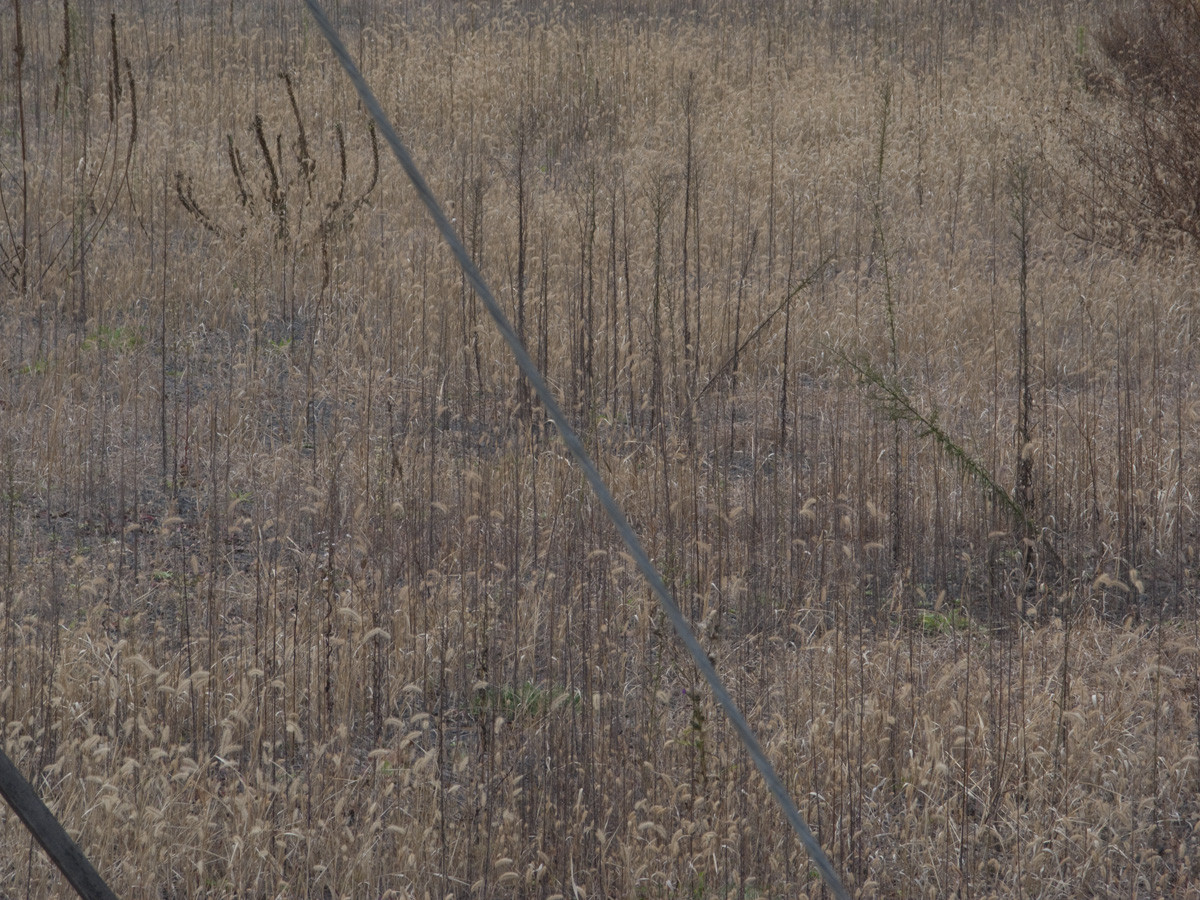 f:id:areti:20091124230731j:image