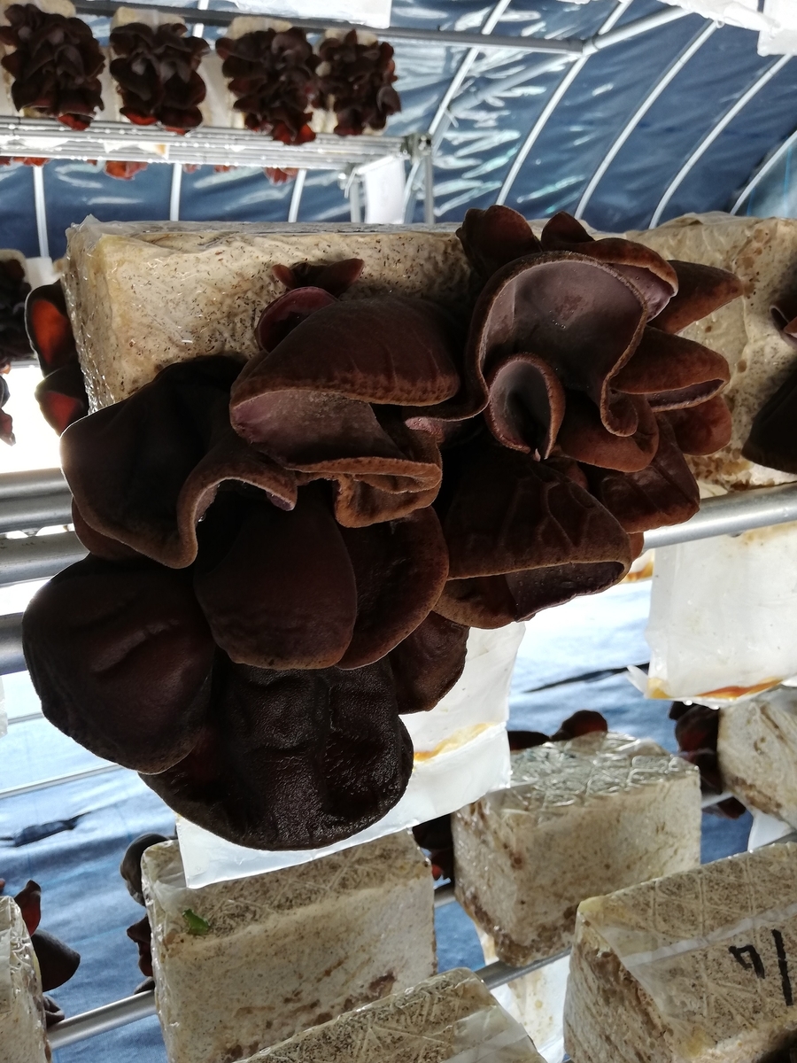 f:id:arhome:20190801120438j:plain