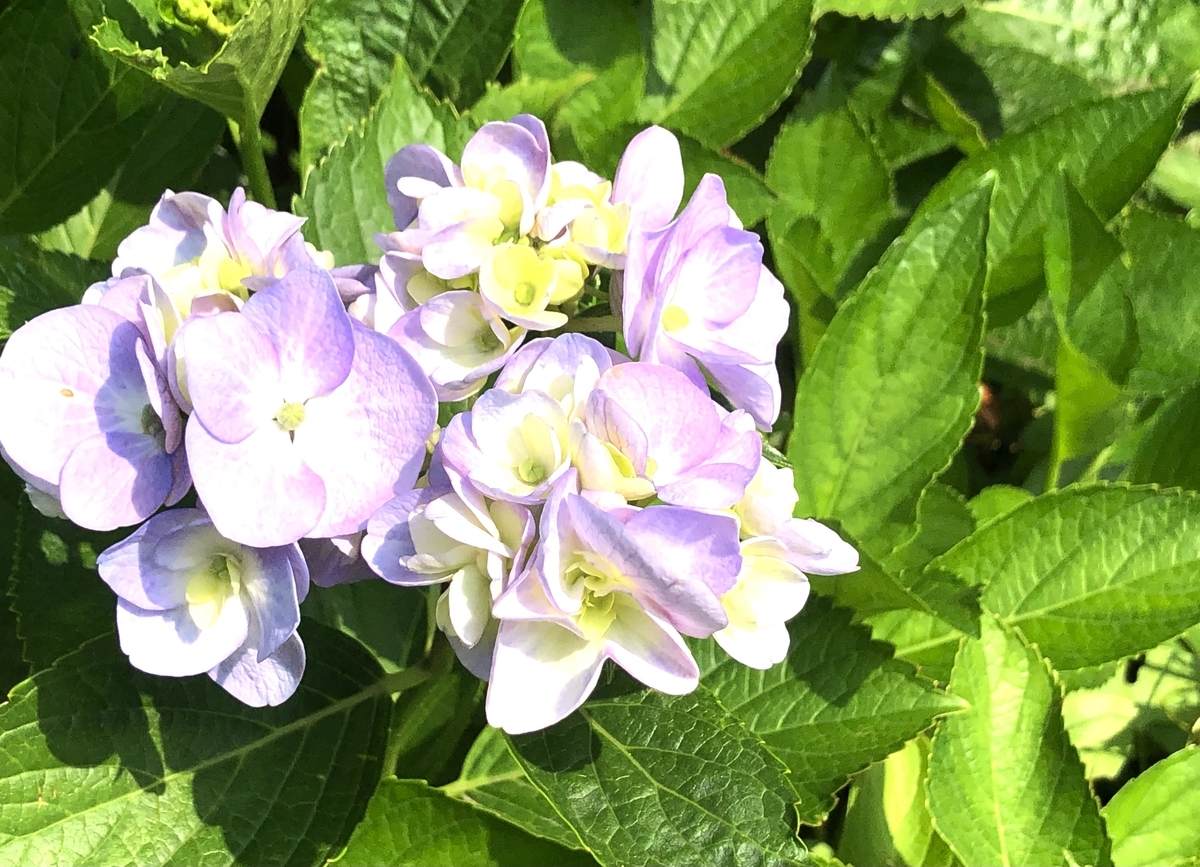 f:id:aria-921:20210530201828j:plain