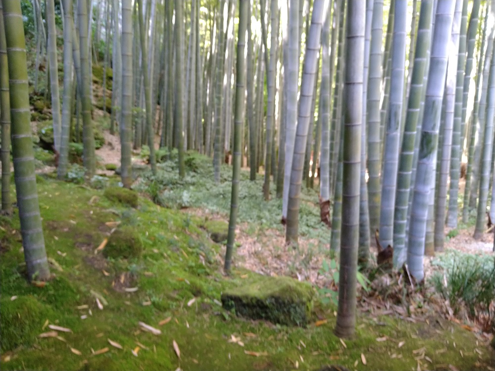 報国寺の竹林