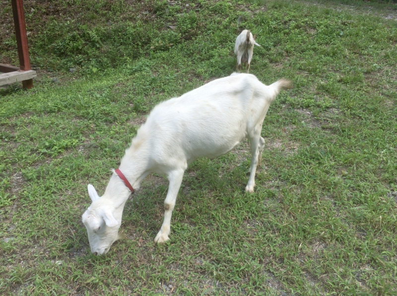 f:id:arice403s6c7:20160902105710j:image