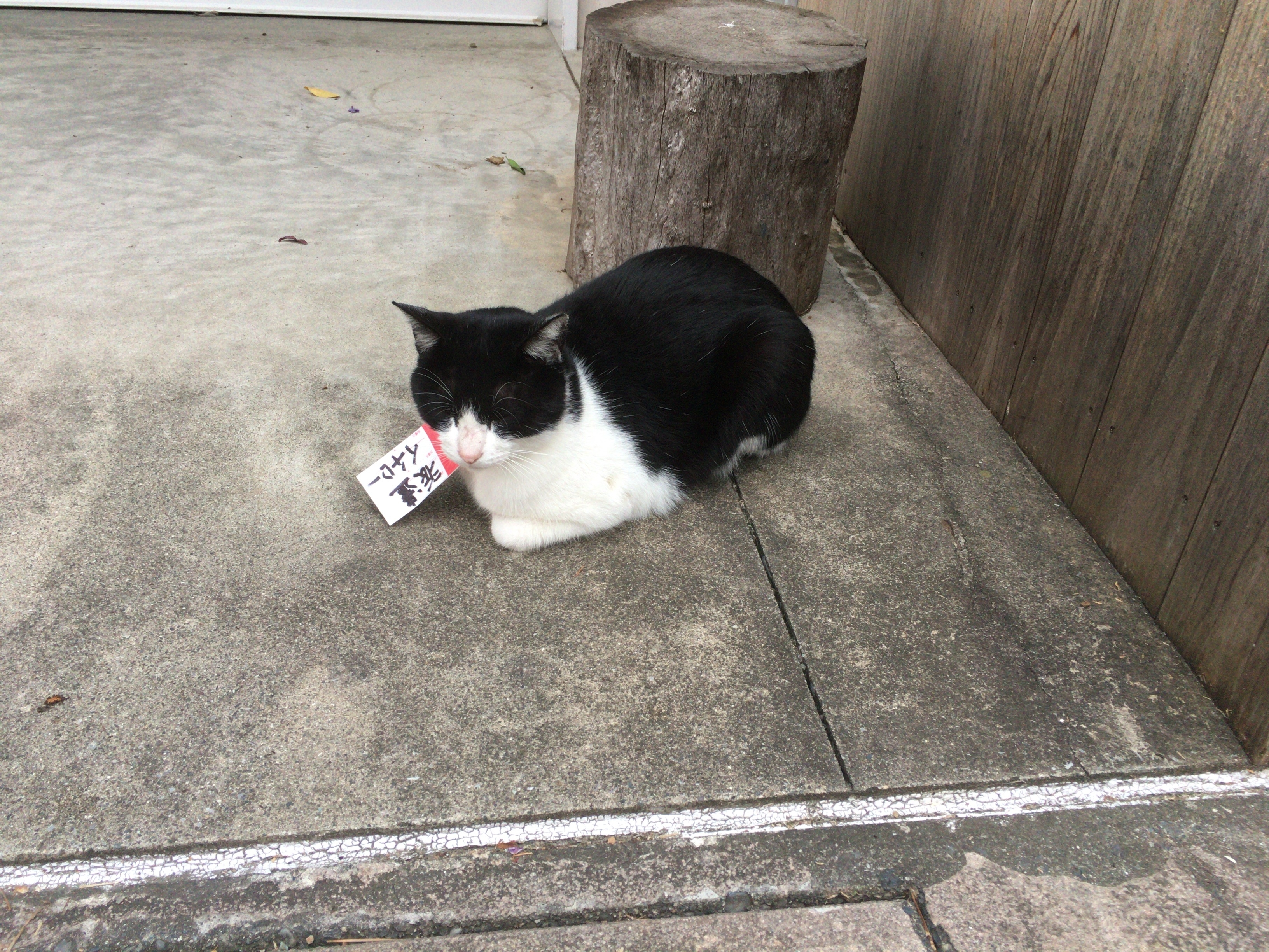 f:id:arice403s6c7:20181013170634j:plain:w500