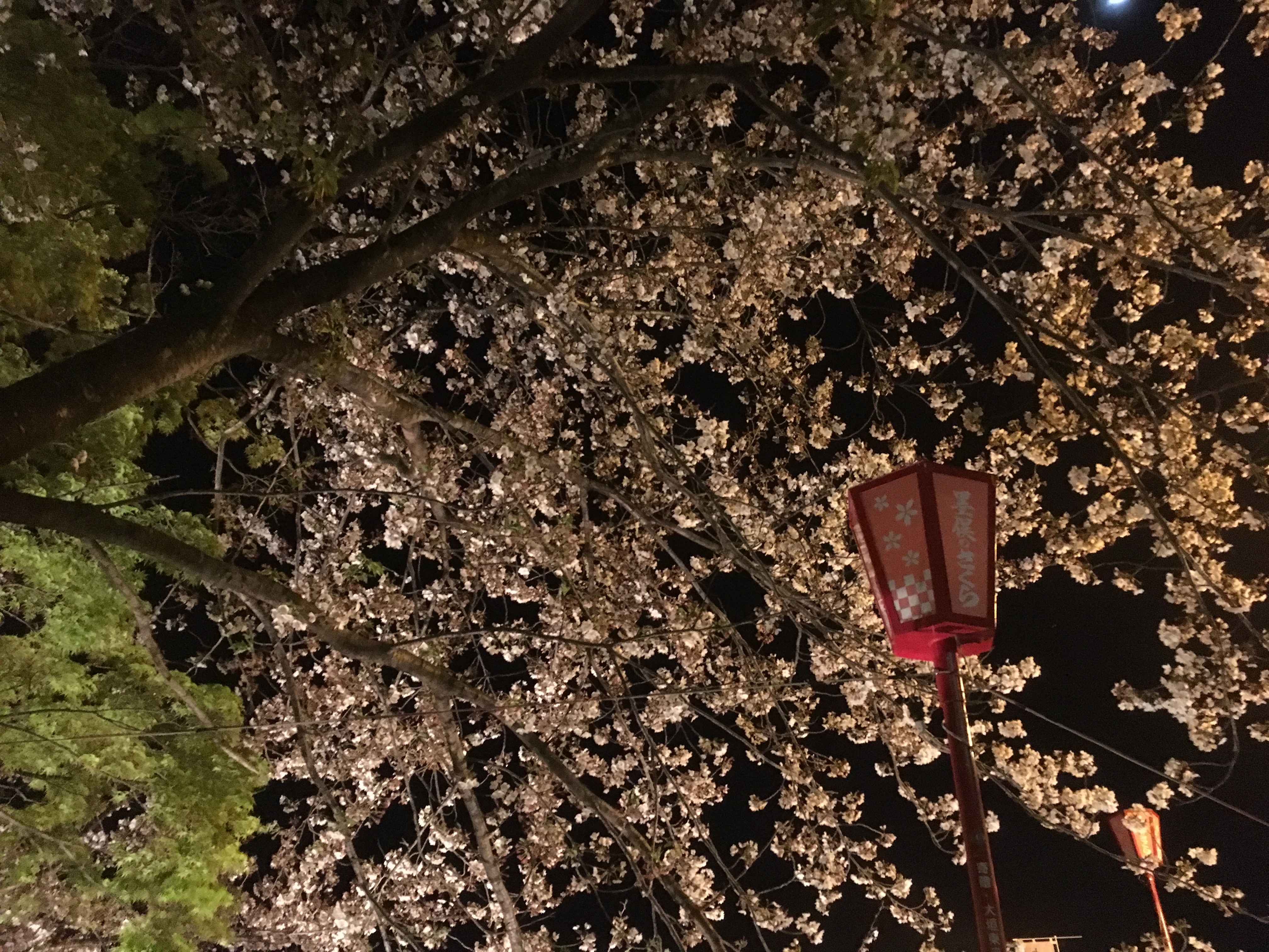 f:id:arice403s6c7:20190412201435j:plain