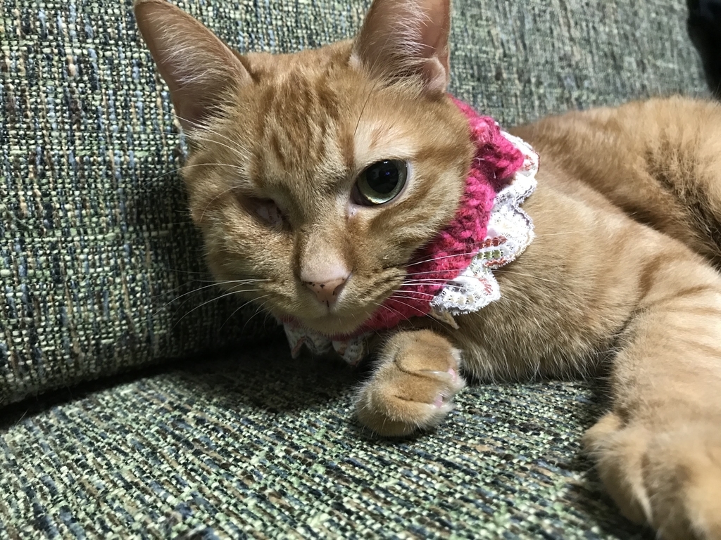 f:id:aridon:20181015142716j:plain