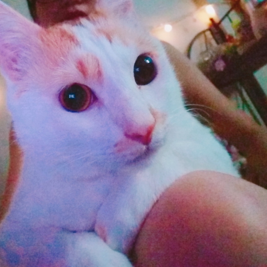 f:id:ariel-chung:20180819211159j:plain f:id:ariel-chung:20180819211159j:plain