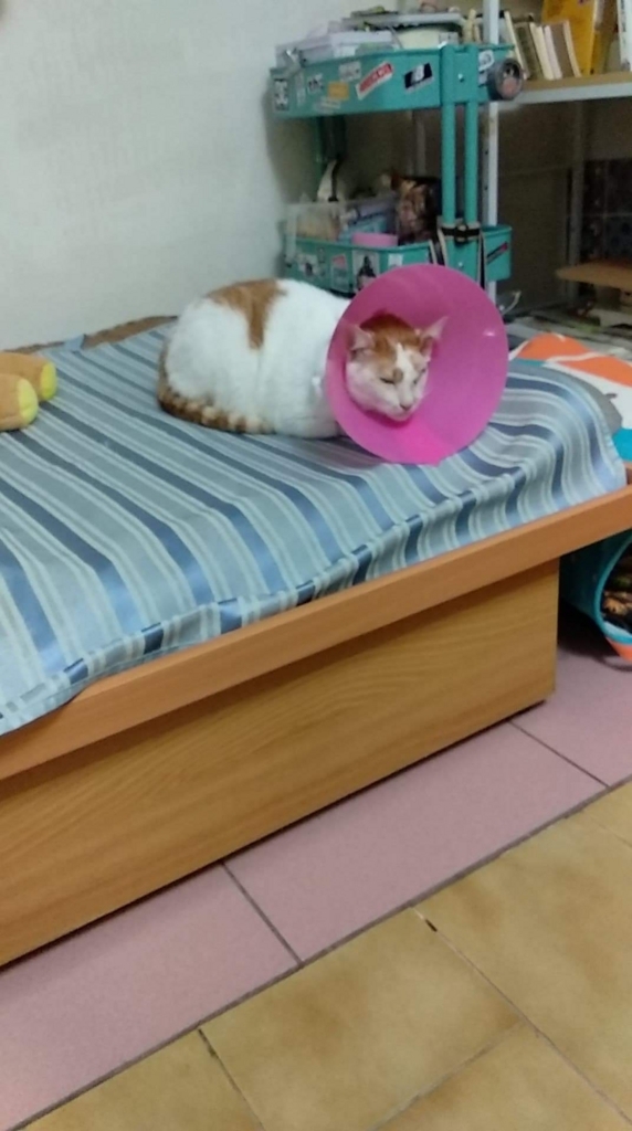 f:id:ariel-chung:20180819212112j:plain f:id:ariel-chung:20180819212112j:plain