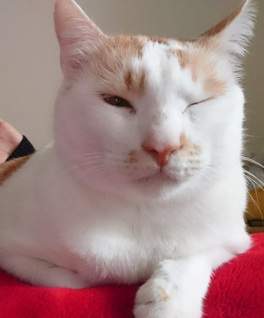 f:id:ariel-chung:20180819212145j:plain f:id:ariel-chung:20180819212145j:plain