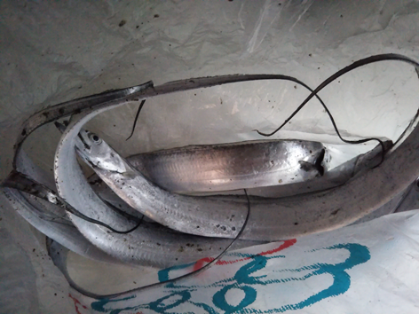 f:id:ariga10dazo:20191207191820p:plain