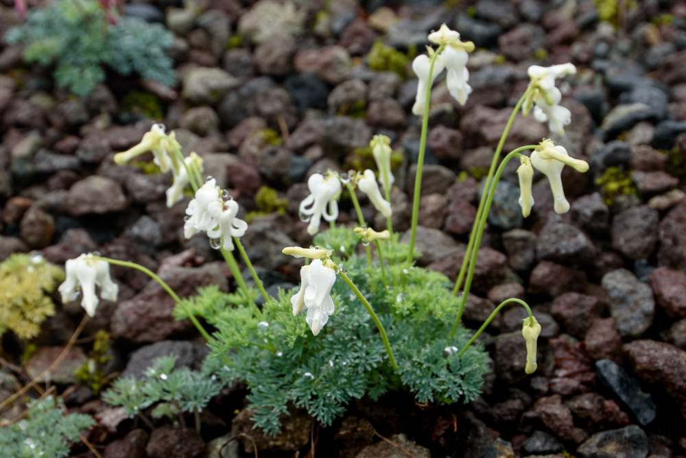 f:id:arigataki_shiawase:20190716224838j:plain