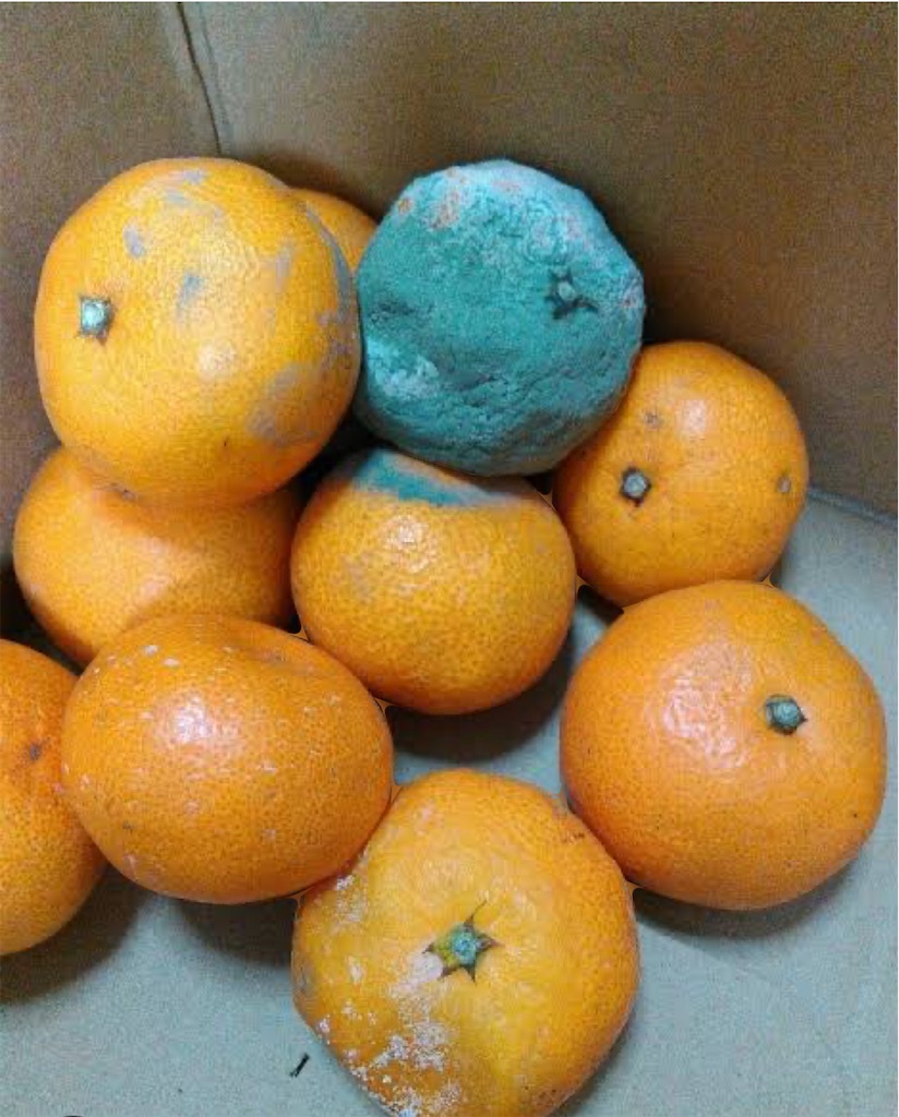 f:id:arigato324:20240523165134j:image